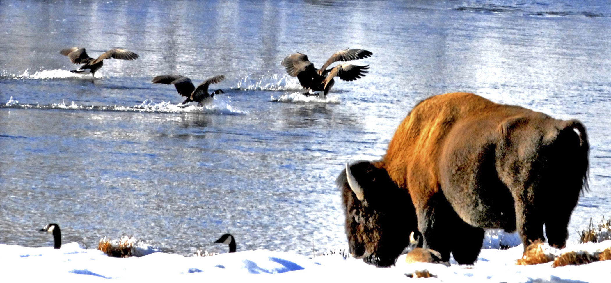 Yellowstone National Park, Wyoming